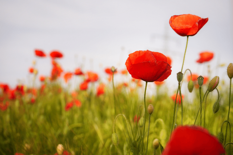 Field of red Poppies Flowers