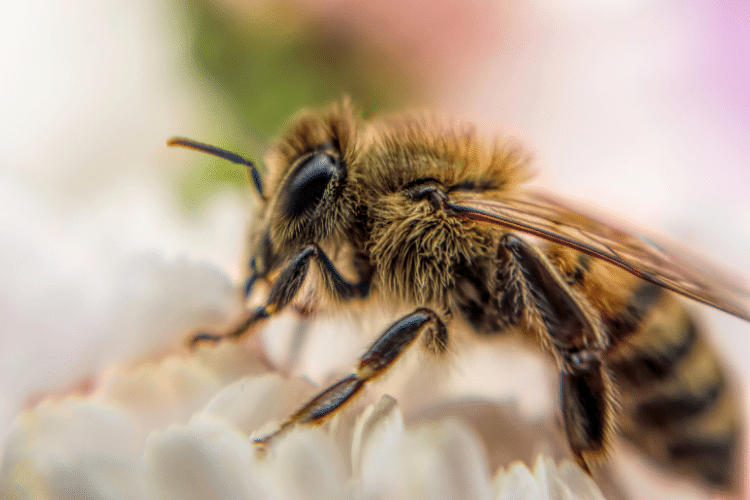 Honey bee on an autumn chrysanthemum flowers