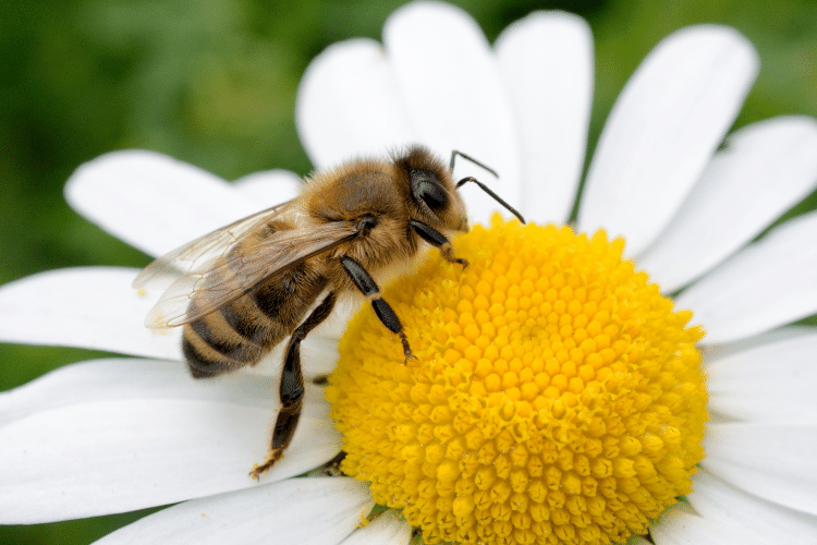 An Italian Bee on a white and yellow flower
