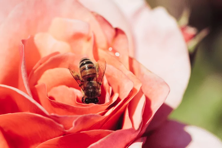 Italian Carniolan Hybrid Bee in a Pink Flower