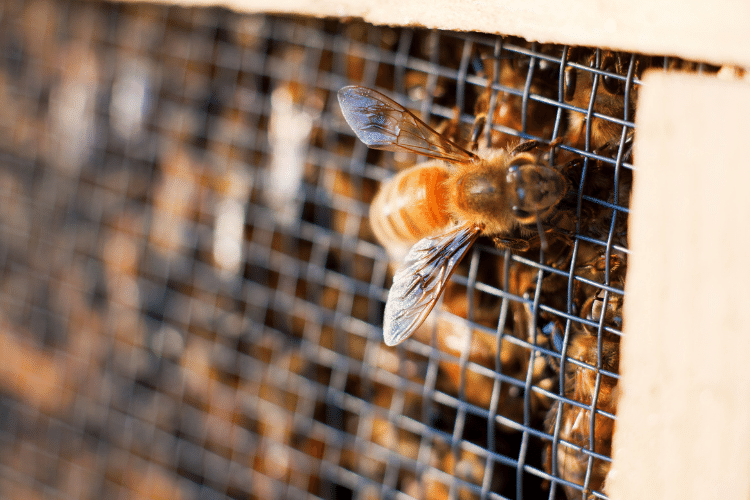 Italian Worker Bee On Package