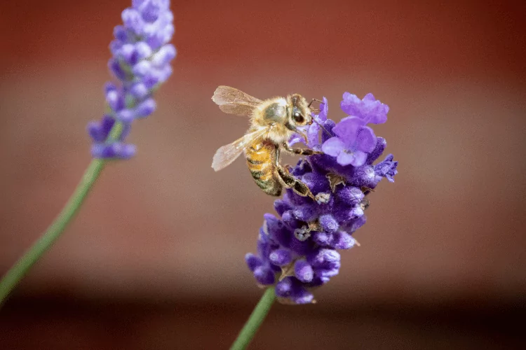 Italian honey bee on a purple flower