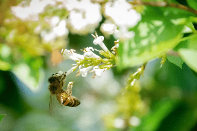Italian honey bee on a white lilies flowers