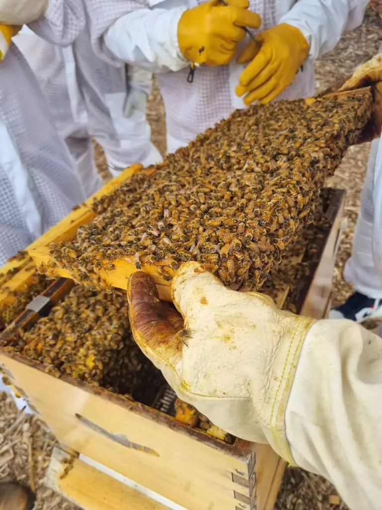Italian-bees