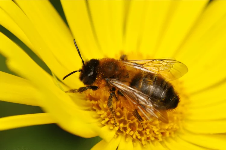 Mason Bee in a Yellow Flower