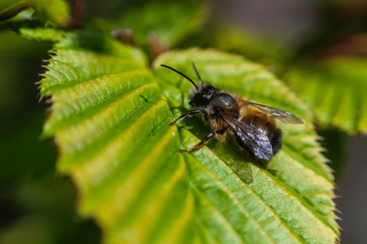 Mason Bee sitting on a hornbeam leaf