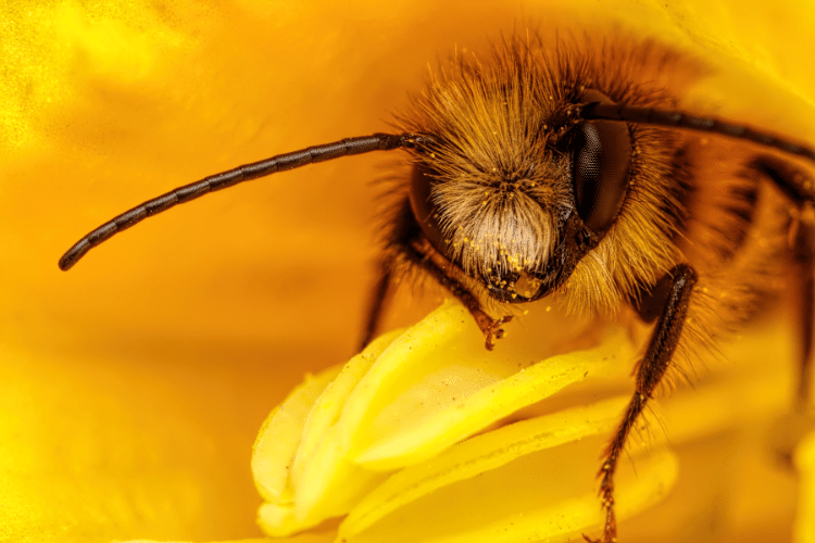 Mason Bees in a yellow flower