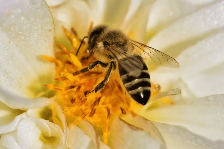 Russian Bee on a white flower 