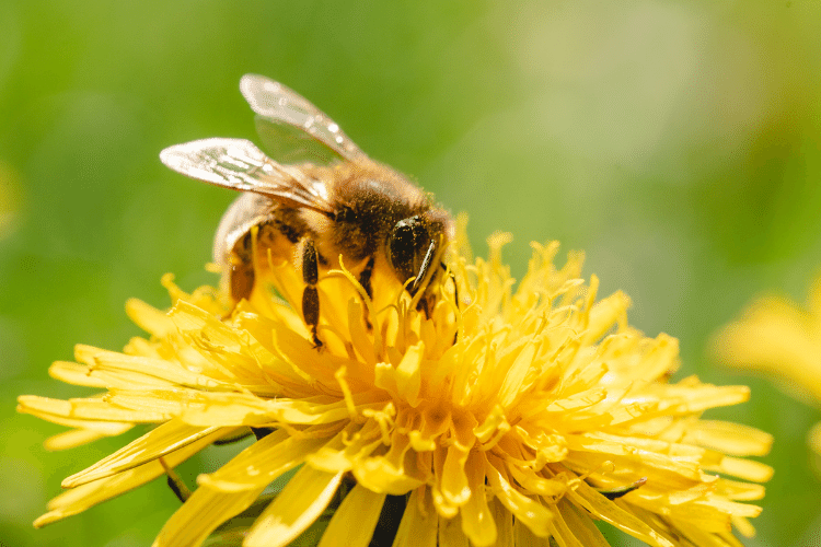 Russian honey bee eating from a yellow flower