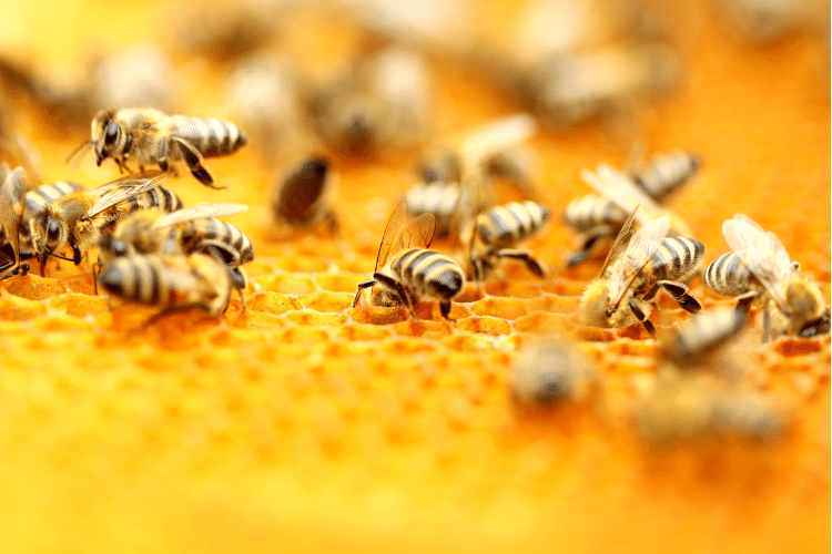 Side view of Russian Bees in Honeycomb