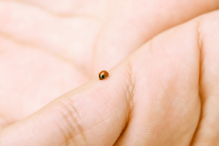 Small Brown Beetle On Hand