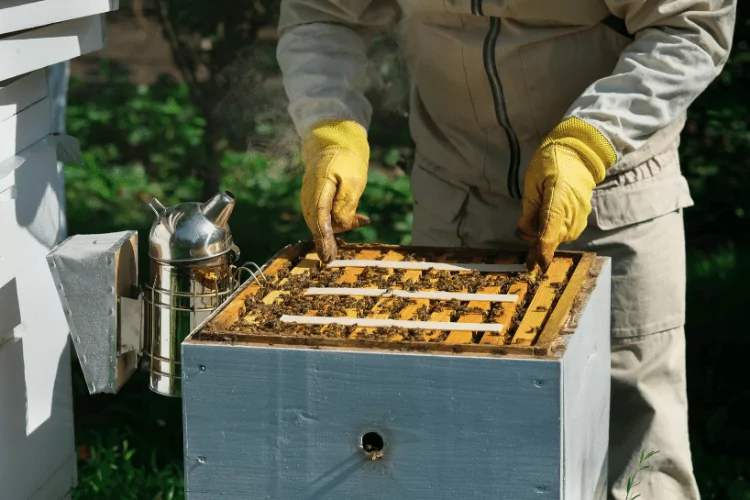 The beekeeper treats the bees of the varroa mite