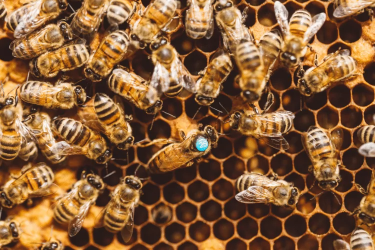 Top view of an Italian honey bees colony 