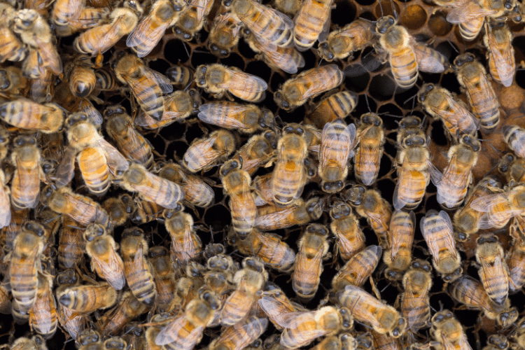 Top view of Italian honey bees colony