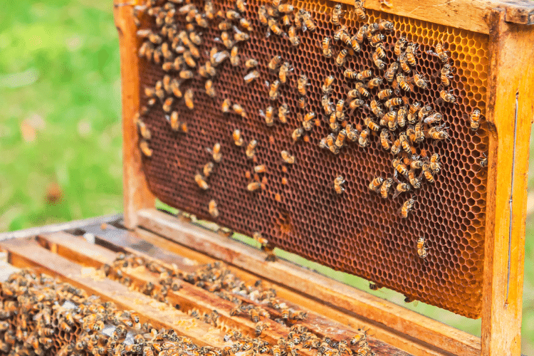 Wooden box of bees farm