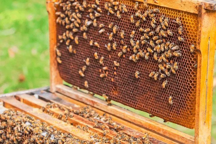 Wooden box of bees farm