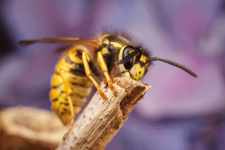 Yellow Jacket insect on a wooden tree branch