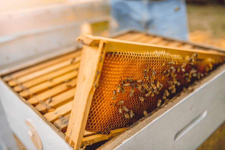 Close-up of bee frames with bees in a white box 