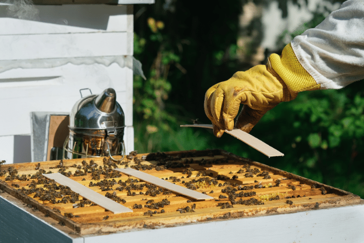 beekeeper treats the bees of the varroa mite 