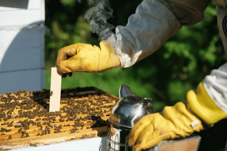 Beekeeper treats the bees of the varroa mite