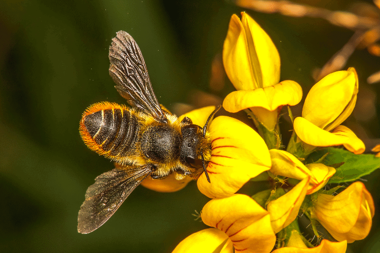 leaf cutter bee eating from yellow flowers