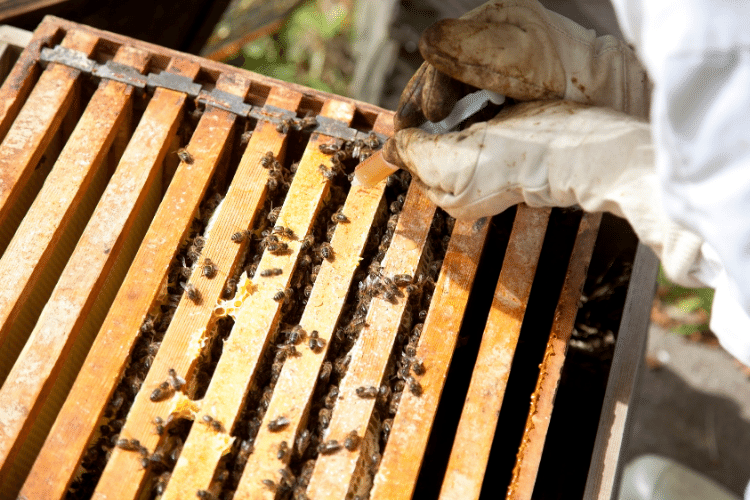 Close-up of a beekeeper protecting a bee hive against the varroa mite disease 