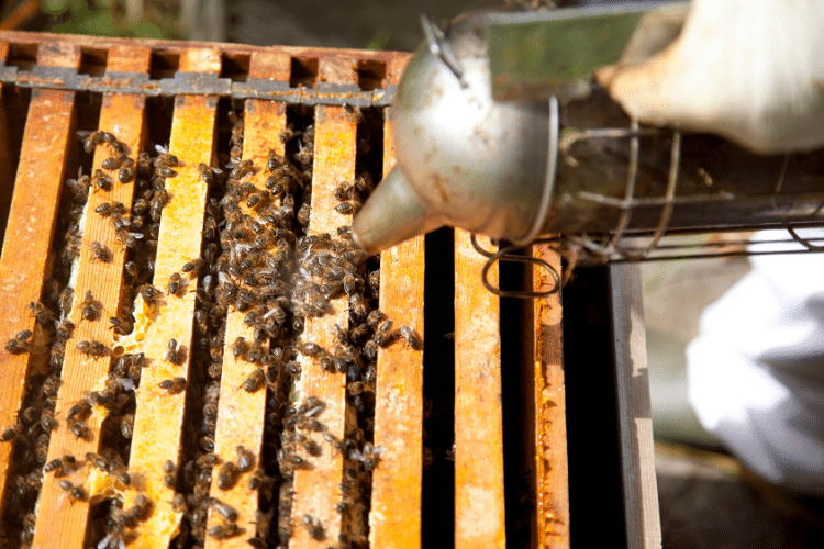 A beekeeper protecting a bee hive against the varroa mite disease 