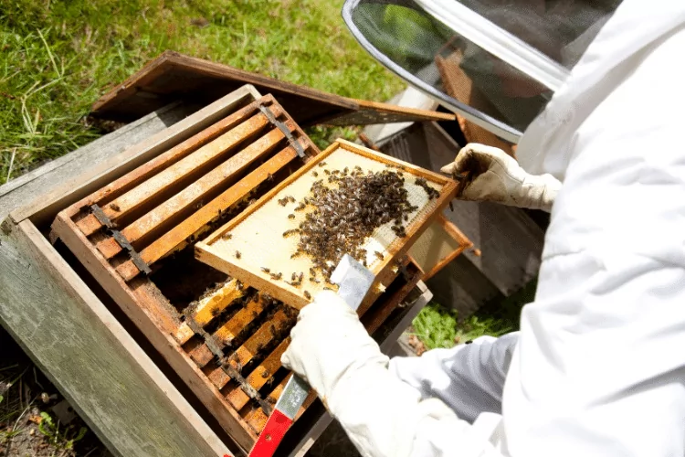 A beekeeper protecting a bee hive against the varroa mite disease