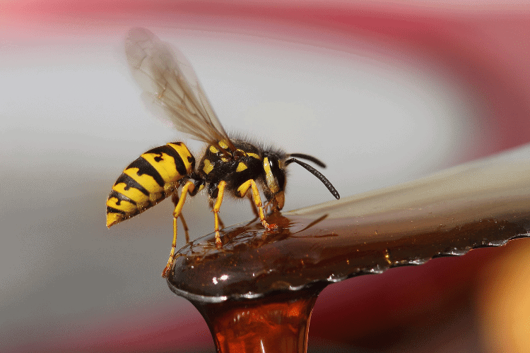 side view of a yellow jacket eating from a spoon of honey