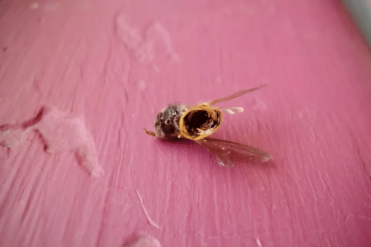 A dead bee on a pink background