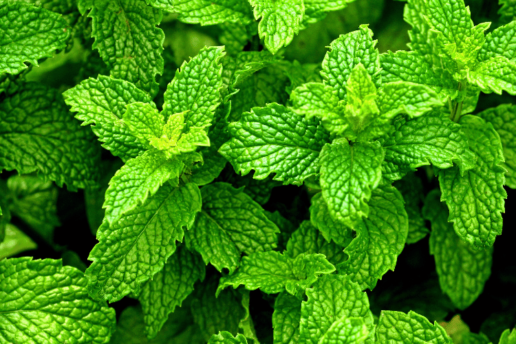 A macro image of peppermint plant