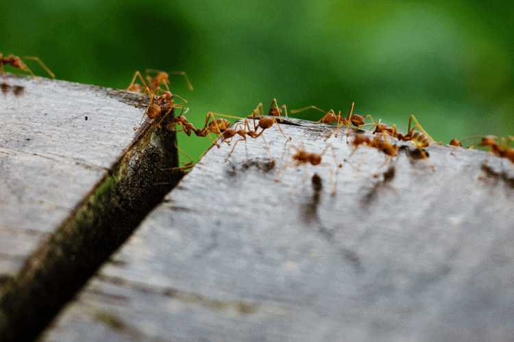 Ants on a beehive, Closeup