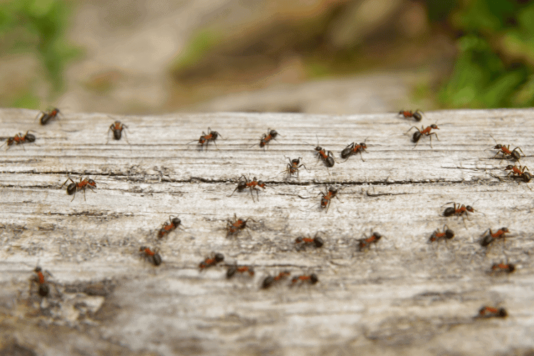 Ants on a log of wood