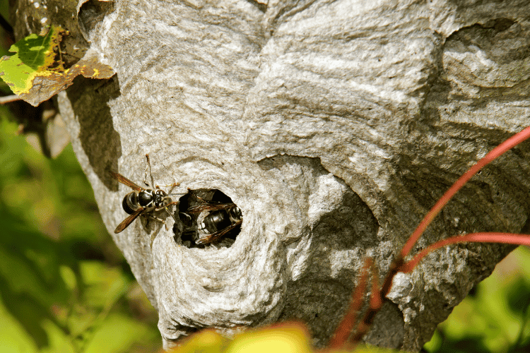 Bald-faced hornets on nest