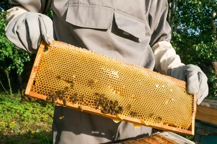 Beekeeper removing honey from beehive 