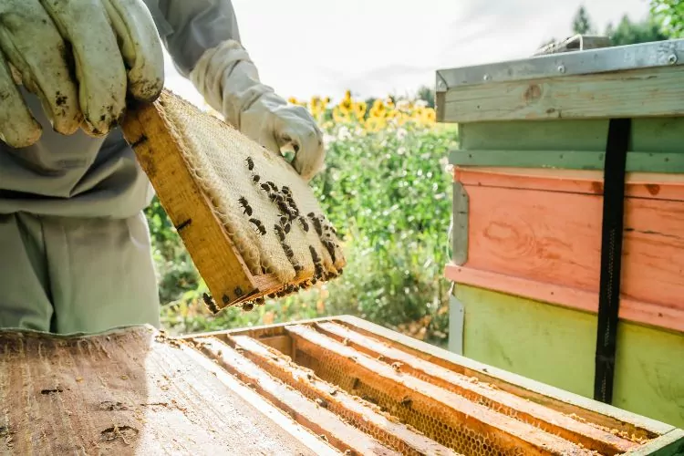 Beekeeper removing honeycomb from beehive