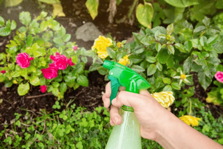 Close up view of person using homemade insecticidal insect spray in home garden to protect roses from insects