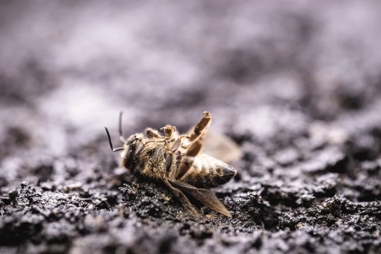 Dead bee, closeup