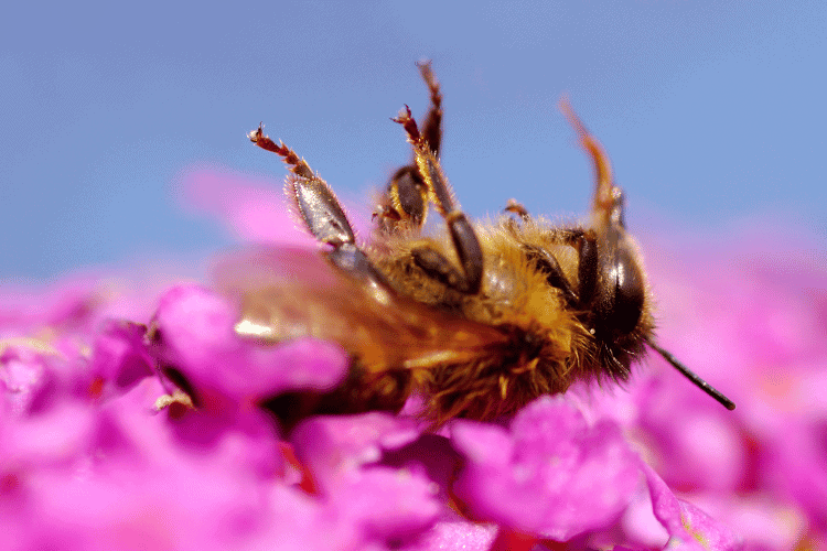 Dead bee on a flower