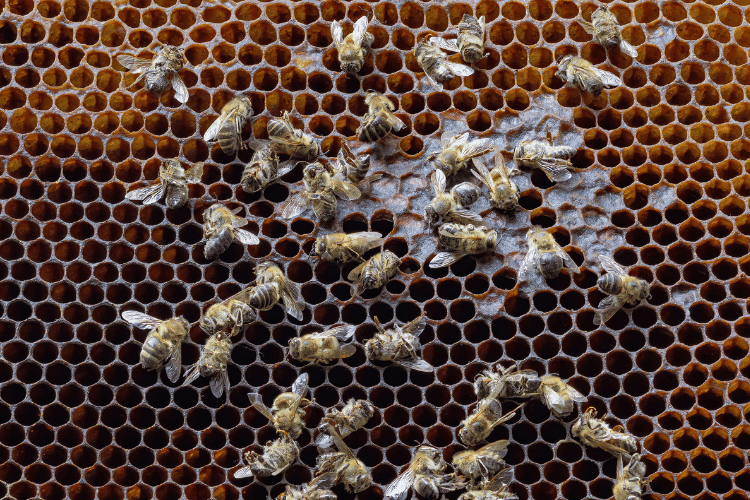 Dead bees covered with dust and mites on a honeycomb
