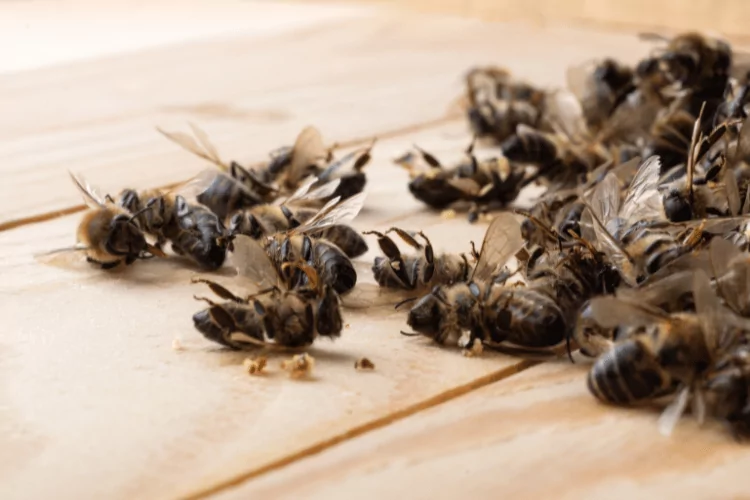 Dead bees on wooden boards. Death of bees