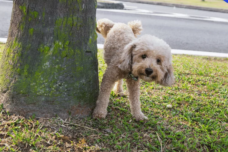 Male poodle urinating pee on tree trunk to mark territory