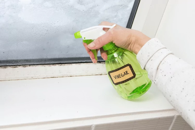 Spray white vinegar solution