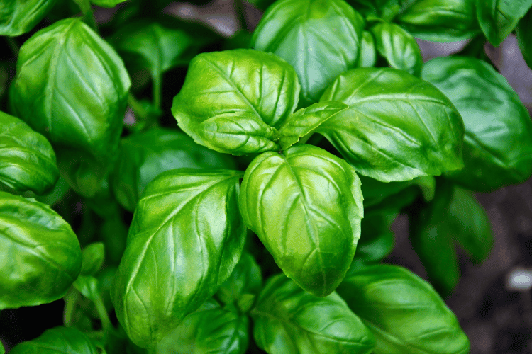 Top view of basil plant