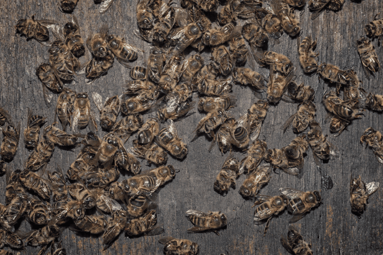 Top view of dead bees