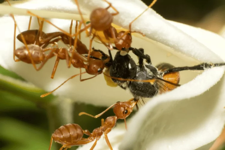 ants killing bee
