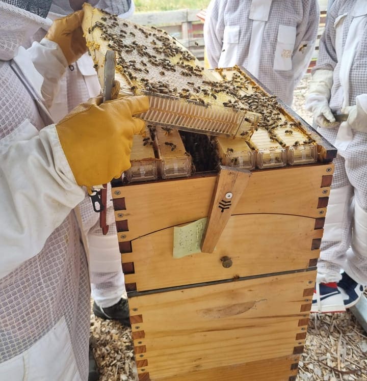 Flow Hive Honey Check